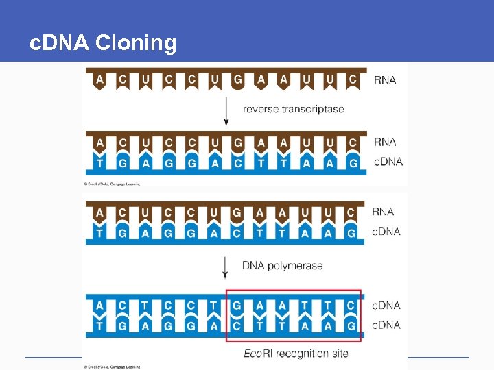 c. DNA Cloning 