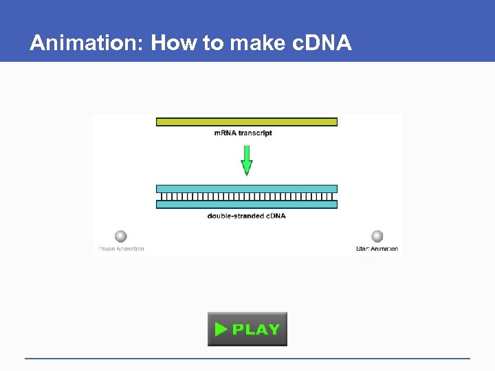 Animation: How to make c. DNA 