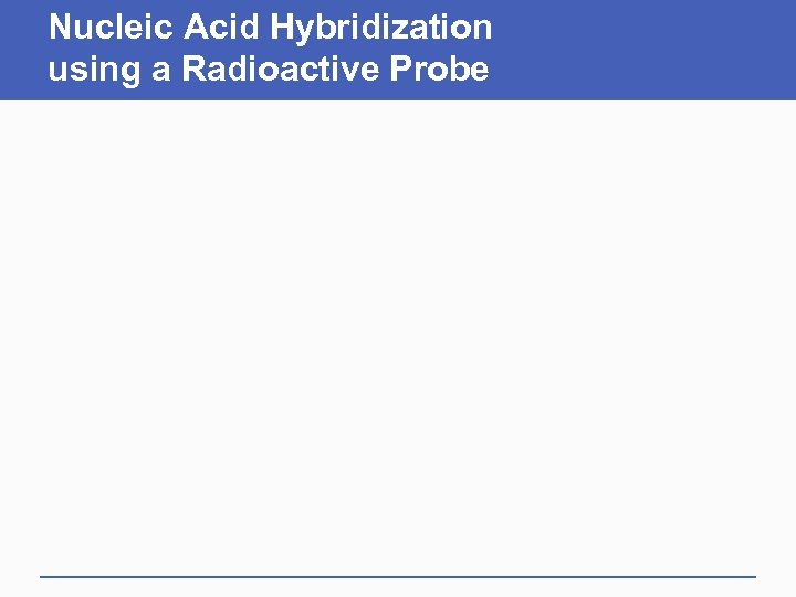 Nucleic Acid Hybridization using a Radioactive Probe 