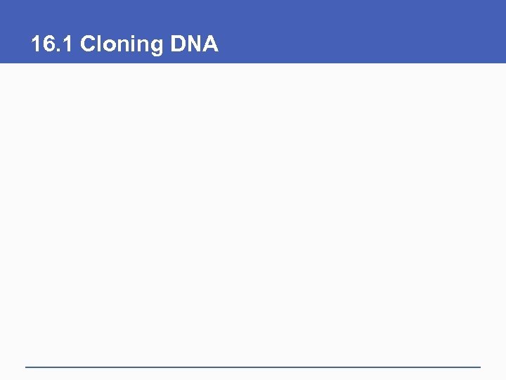 16. 1 Cloning DNA 