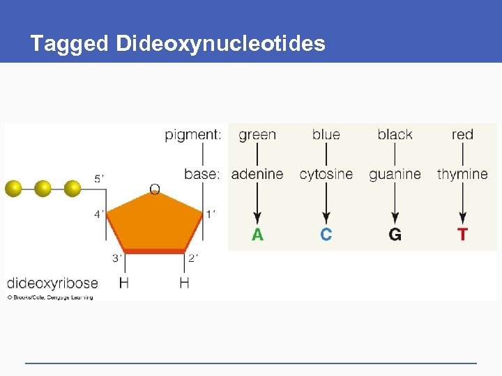 Tagged Dideoxynucleotides 