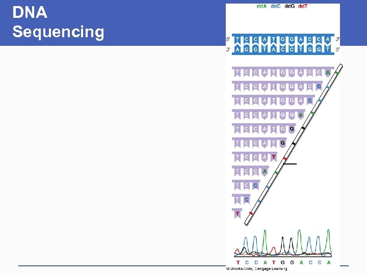 DNA Sequencing 