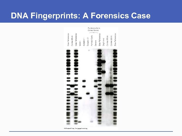 DNA Fingerprints: A Forensics Case 