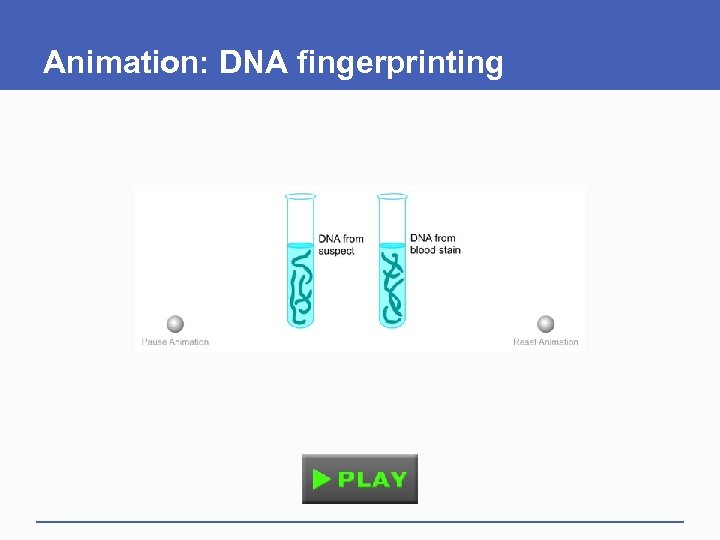 Animation: DNA fingerprinting 