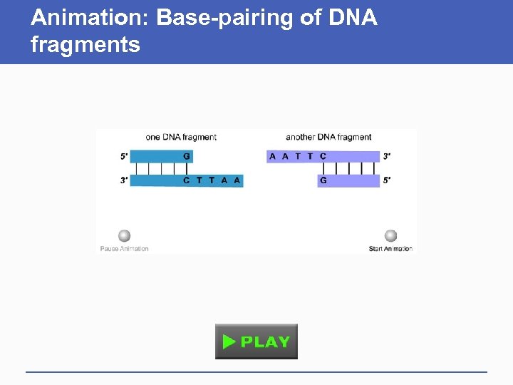 Animation: Base-pairing of DNA fragments 