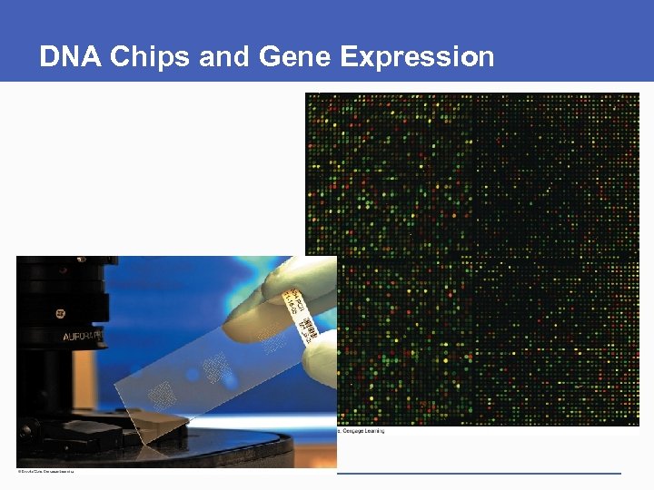 DNA Chips and Gene Expression 
