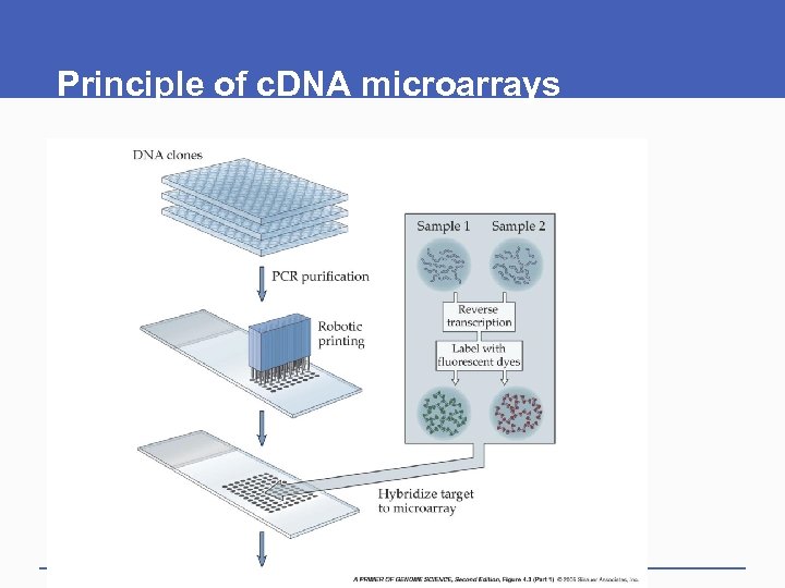 Principle of c. DNA microarrays 