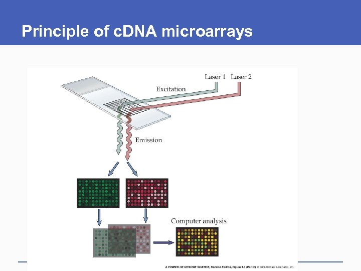 Principle of c. DNA microarrays 