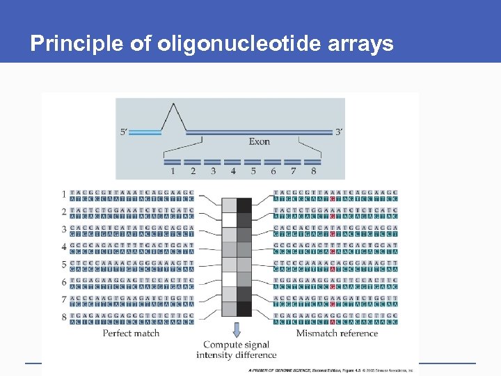 Principle of oligonucleotide arrays 