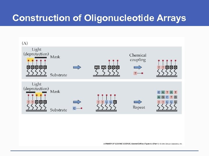Construction of Oligonucleotide Arrays 