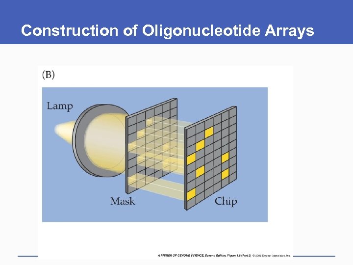 Construction of Oligonucleotide Arrays 