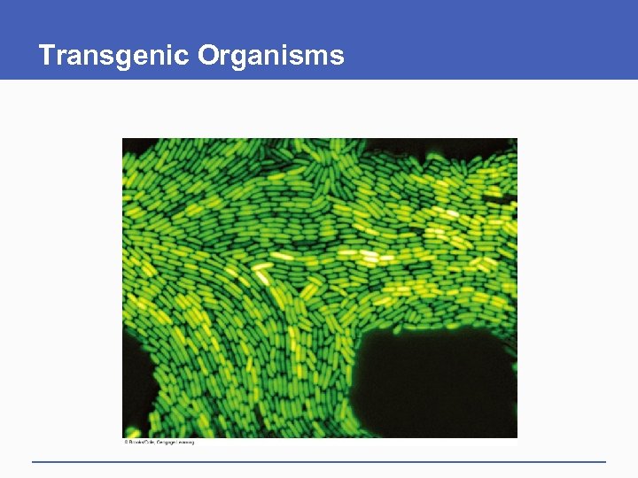Transgenic Organisms 