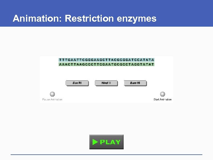 Animation: Restriction enzymes 