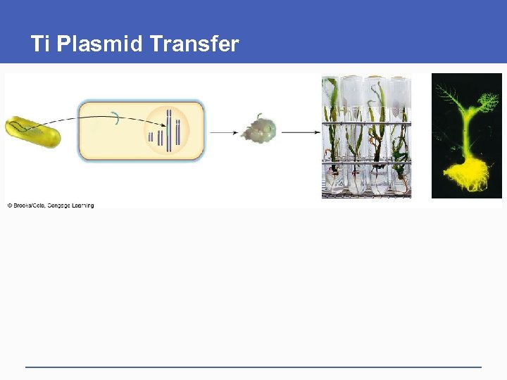 Ti Plasmid Transfer 