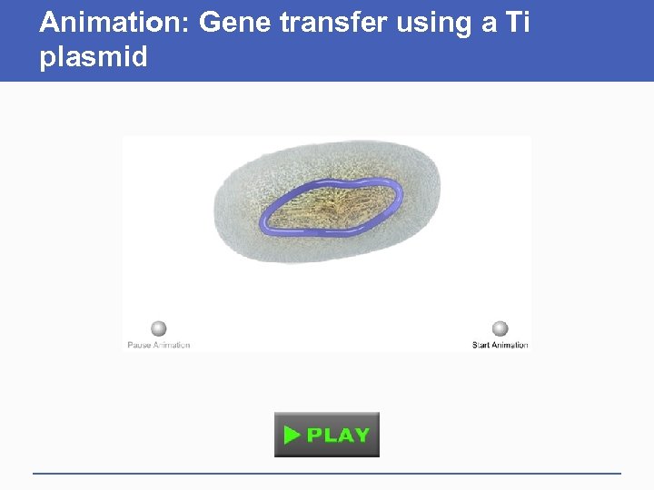 Animation: Gene transfer using a Ti plasmid 