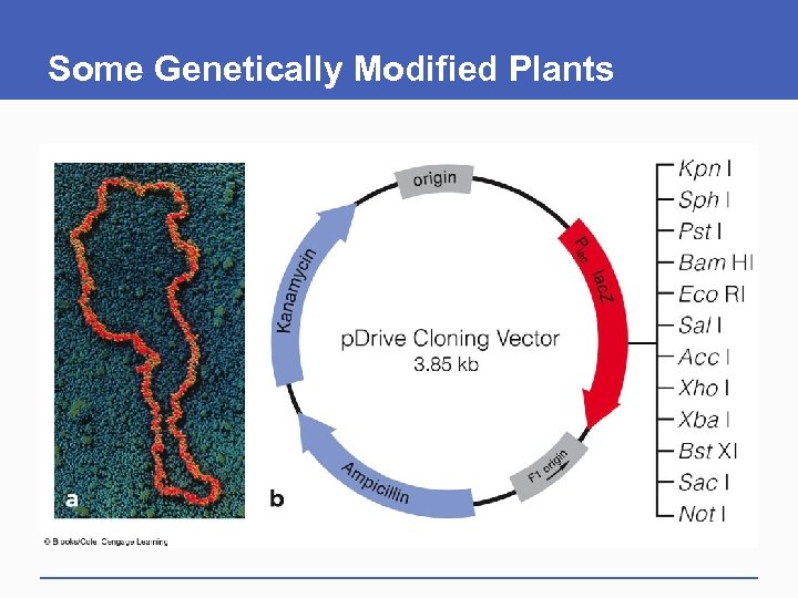 Some Genetically Modified Plants 