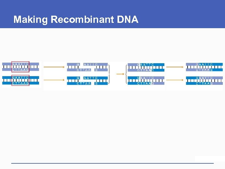 Making Recombinant DNA 