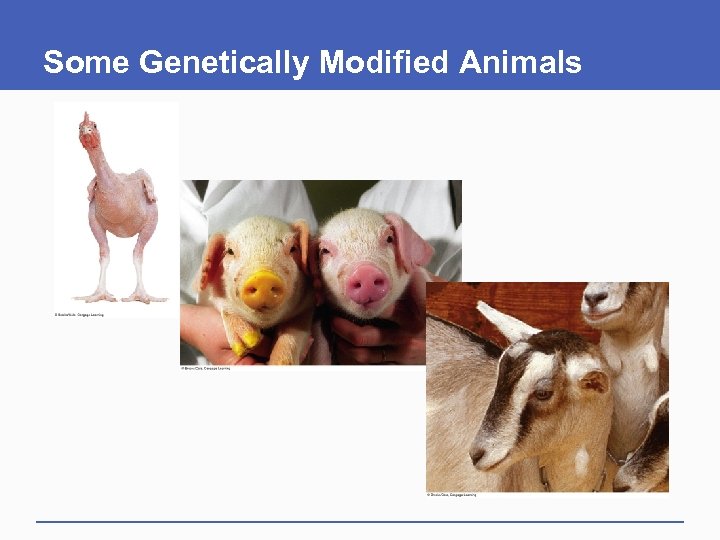 Some Genetically Modified Animals 