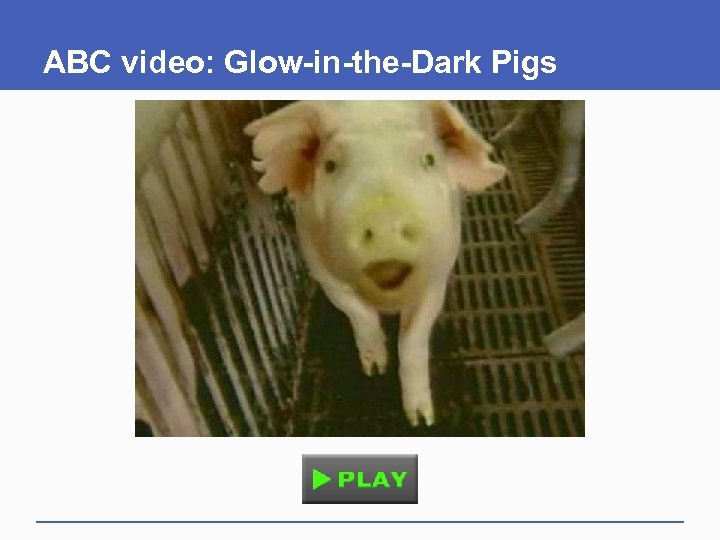 ABC video: Glow-in-the-Dark Pigs 
