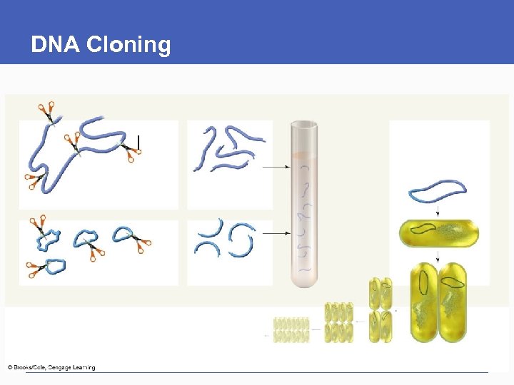 DNA Cloning 