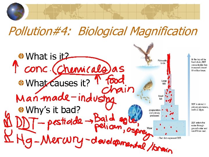Pollution#4: Biological Magnification What is it? What causes it? Why’s it bad? 
