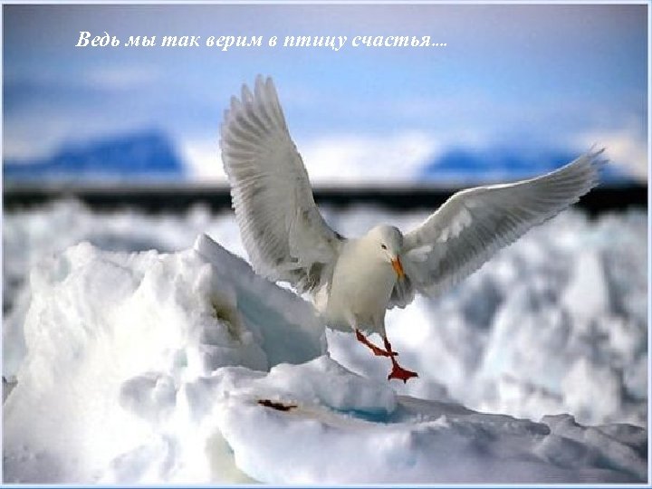 Ведь мы так верим в птицу счастья. . 