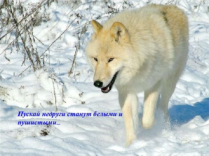 Пускай недруги станут белыми и пушистыми. . . 