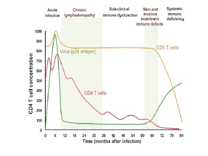 PERÍODO ASINTOMÁTICO n n n Las células T CD 4(+) decrecen lenta y paulatinamente.