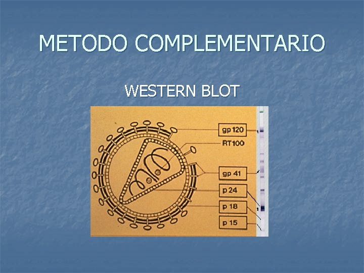 METODO COMPLEMENTARIO WESTERN BLOT 