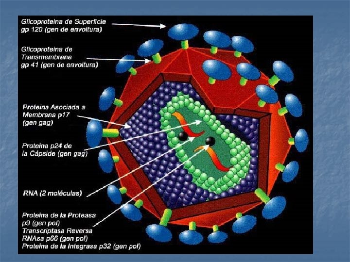 Familia Retroviridae n Subfamilia Lentivirinae n Partícula esférica de 100 – 110 nm n