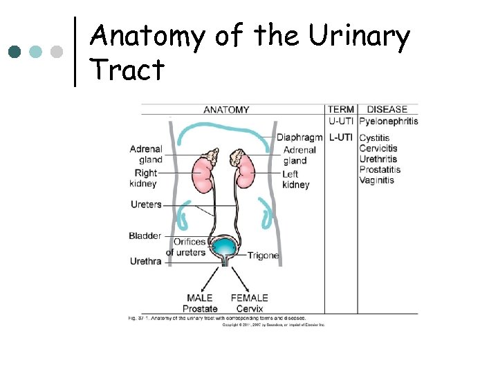 Anatomy of the Urinary Tract 