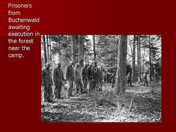  Prisoners from Buchenwald awaiting execution in the forest near the camp. 