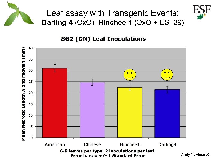 Leaf assay with Transgenic Events: Darling 4 (Ox. O), Hinchee 1 (Ox. O +