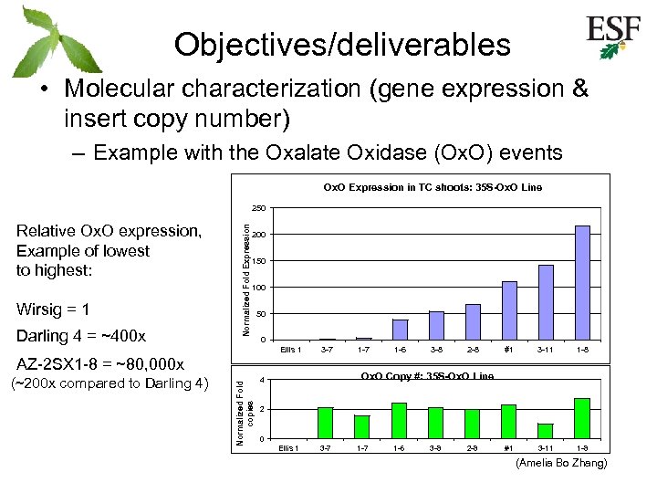 Objectives/deliverables • Molecular characterization (gene expression & insert copy number) – Example with the