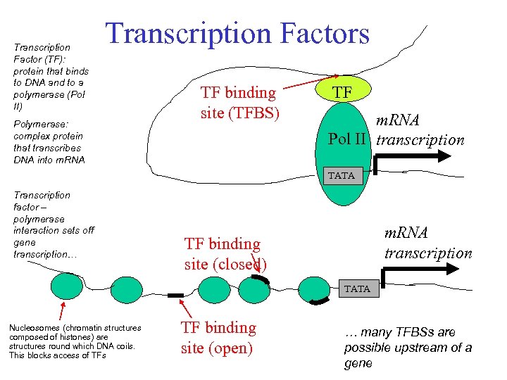 Transcription Factor (TF): protein that binds to DNA and to a polymerase (Pol II)