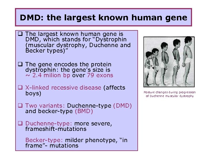 DMD: the largest known human gene q The largest known human gene is DMD,