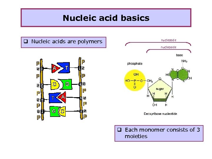 Nucleic acid basics q Nucleic acids are polymers nucleotide nucleoside q Each monomer consists