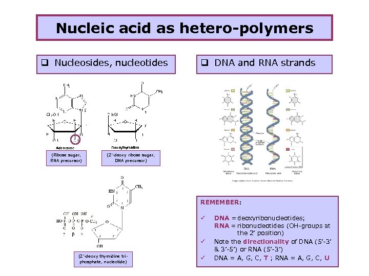 Nucleic acid as hetero-polymers q Nucleosides, nucleotides (Ribose sugar, RNA precursor) q DNA and
