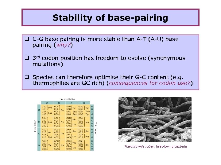 Stability of base-pairing q C-G base pairing is more stable than A-T (A-U) base
