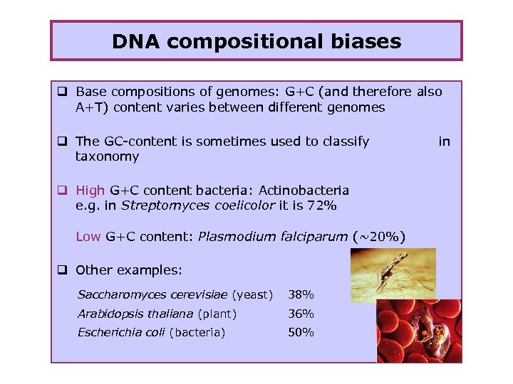 DNA compositional biases q Base compositions of genomes: G+C (and therefore also A+T) content