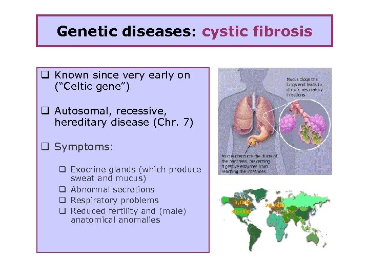 Genetic diseases: cystic fibrosis q Known since very early on (“Celtic gene”) q Autosomal,