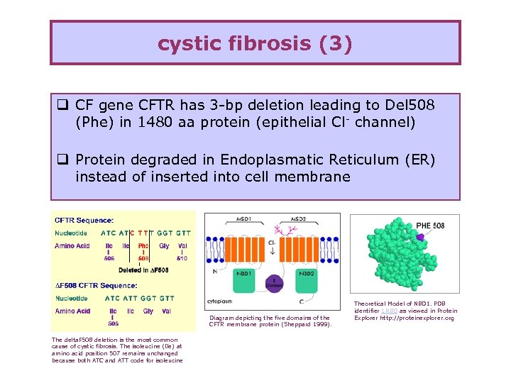 cystic fibrosis (3) q CF gene CFTR has 3 -bp deletion leading to Del