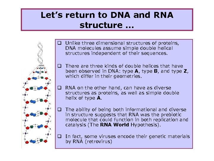 Let’s return to DNA and RNA structure … q Unlike three dimensional structures of