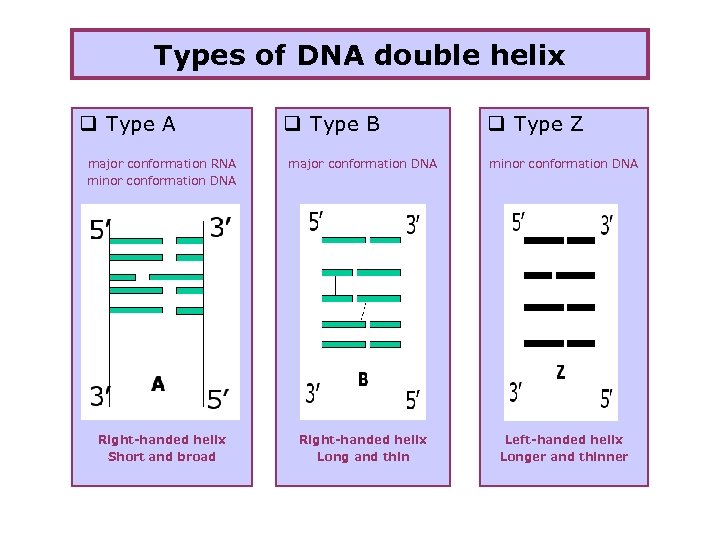 Types of DNA double helix q Type A q Type B q Type Z