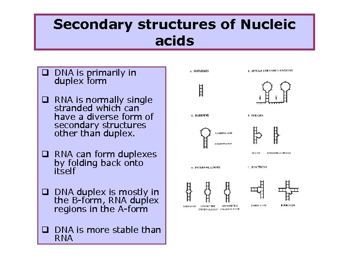 Secondary structures of Nucleic acids q DNA is primarily in duplex form q RNA