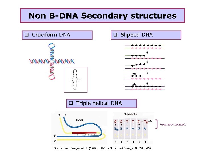 Non B-DNA Secondary structures q Cruciform DNA q Slipped DNA q Triple helical DNA