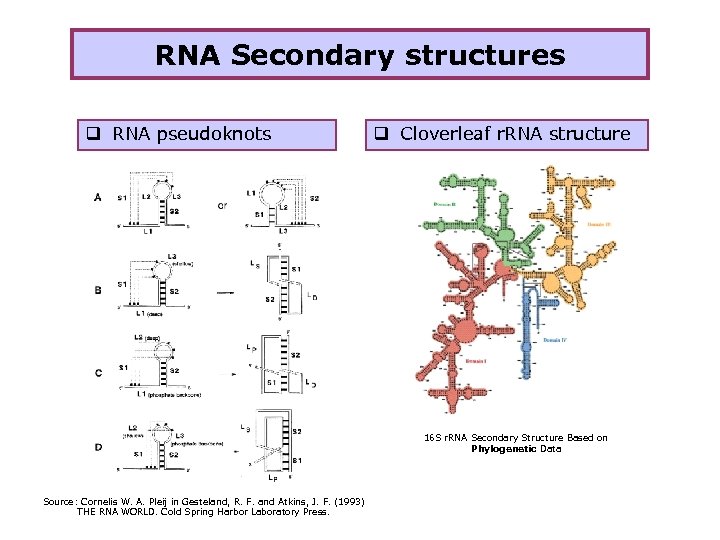 RNA Secondary structures q RNA pseudoknots q Cloverleaf r. RNA structure 16 S r.