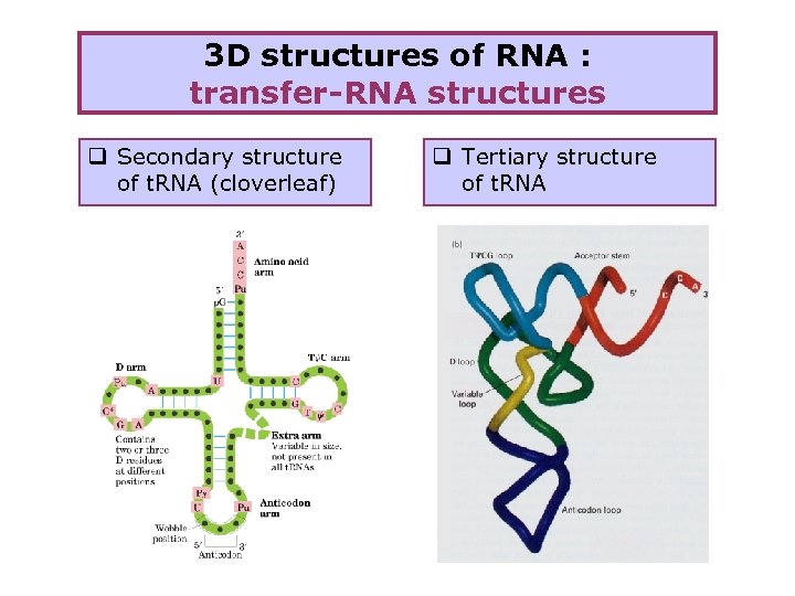 3 D structures of RNA : transfer-RNA structures q Secondary structure of t. RNA
