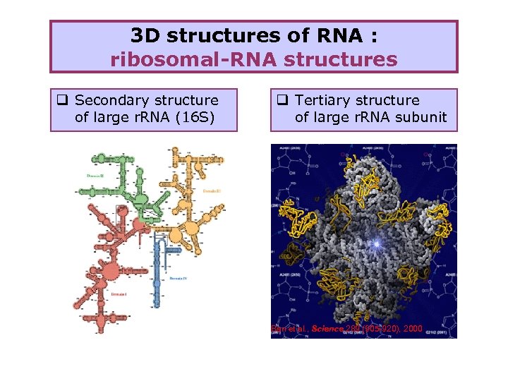 3 D structures of RNA : ribosomal-RNA structures q Secondary structure of large r.