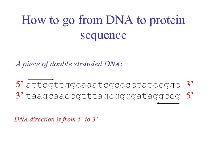 How to go from DNA to protein sequence A piece of double stranded DNA:
